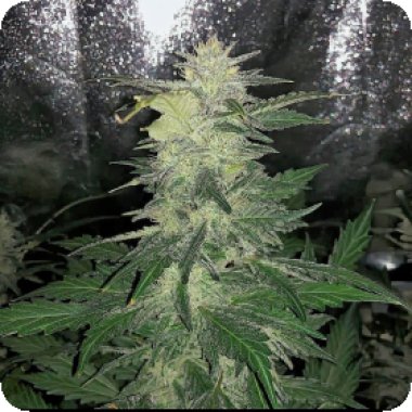 Auto  Strawbz  Remaster